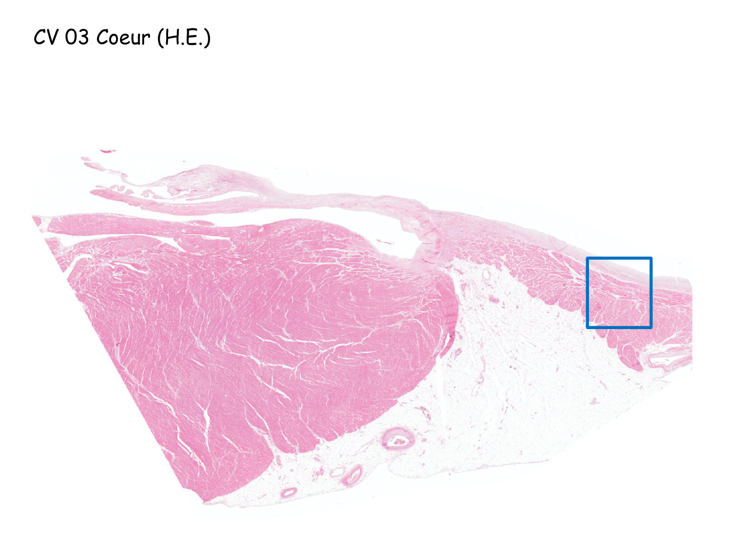 TP histologie — muscle page 15