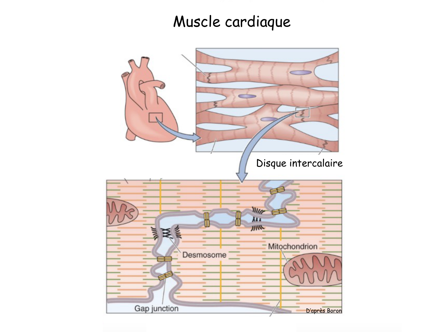TP histologie — muscle page 16
