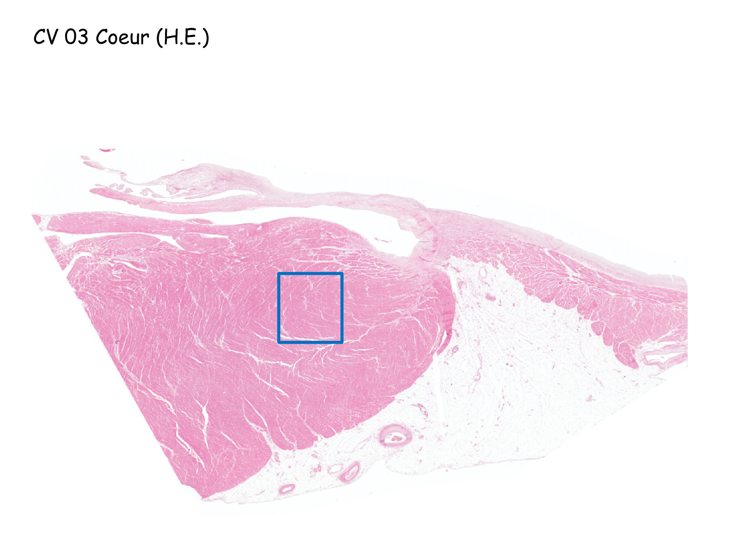 TP histologie — muscle page 19