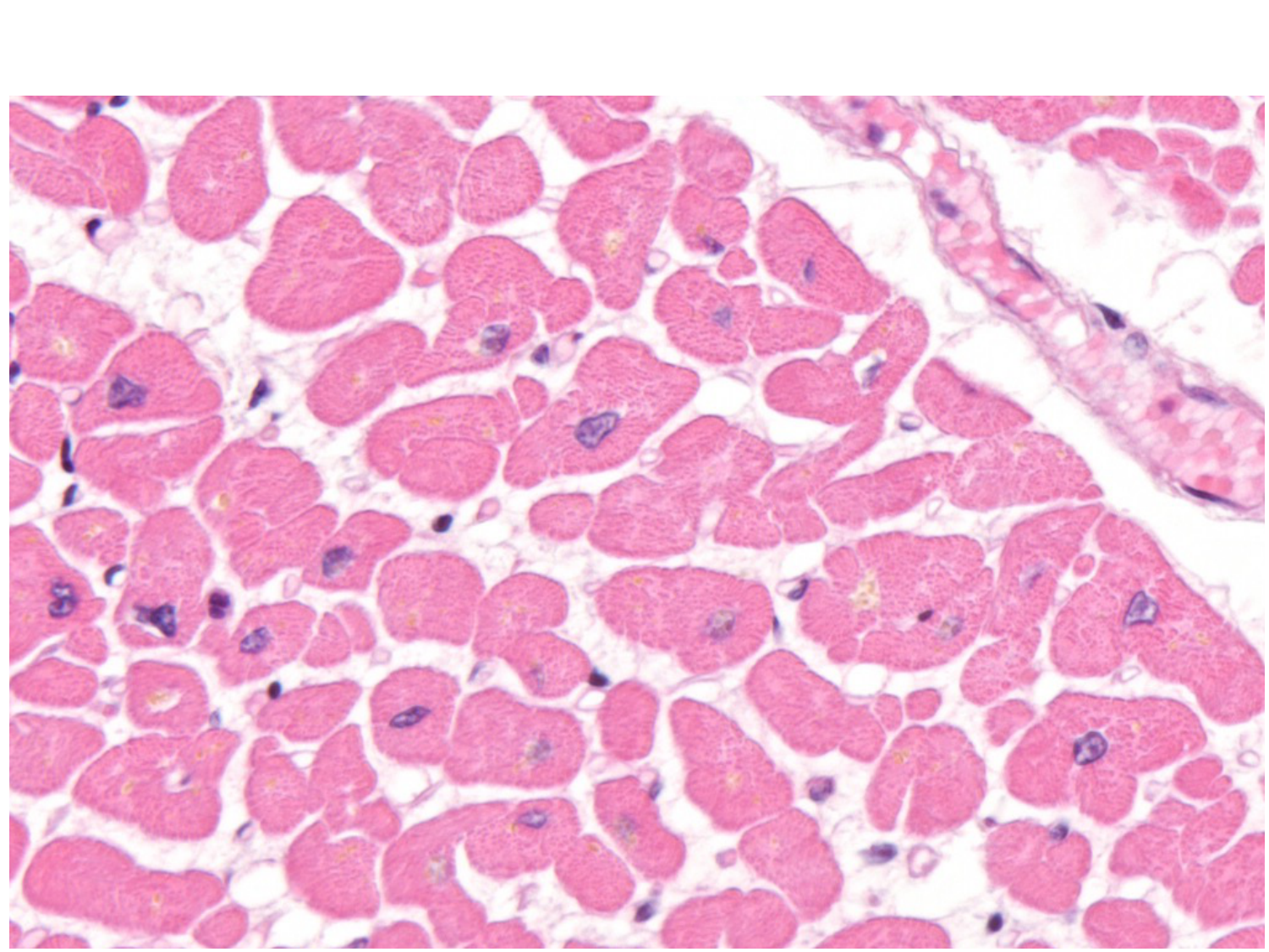 TP histologie — muscle page 20