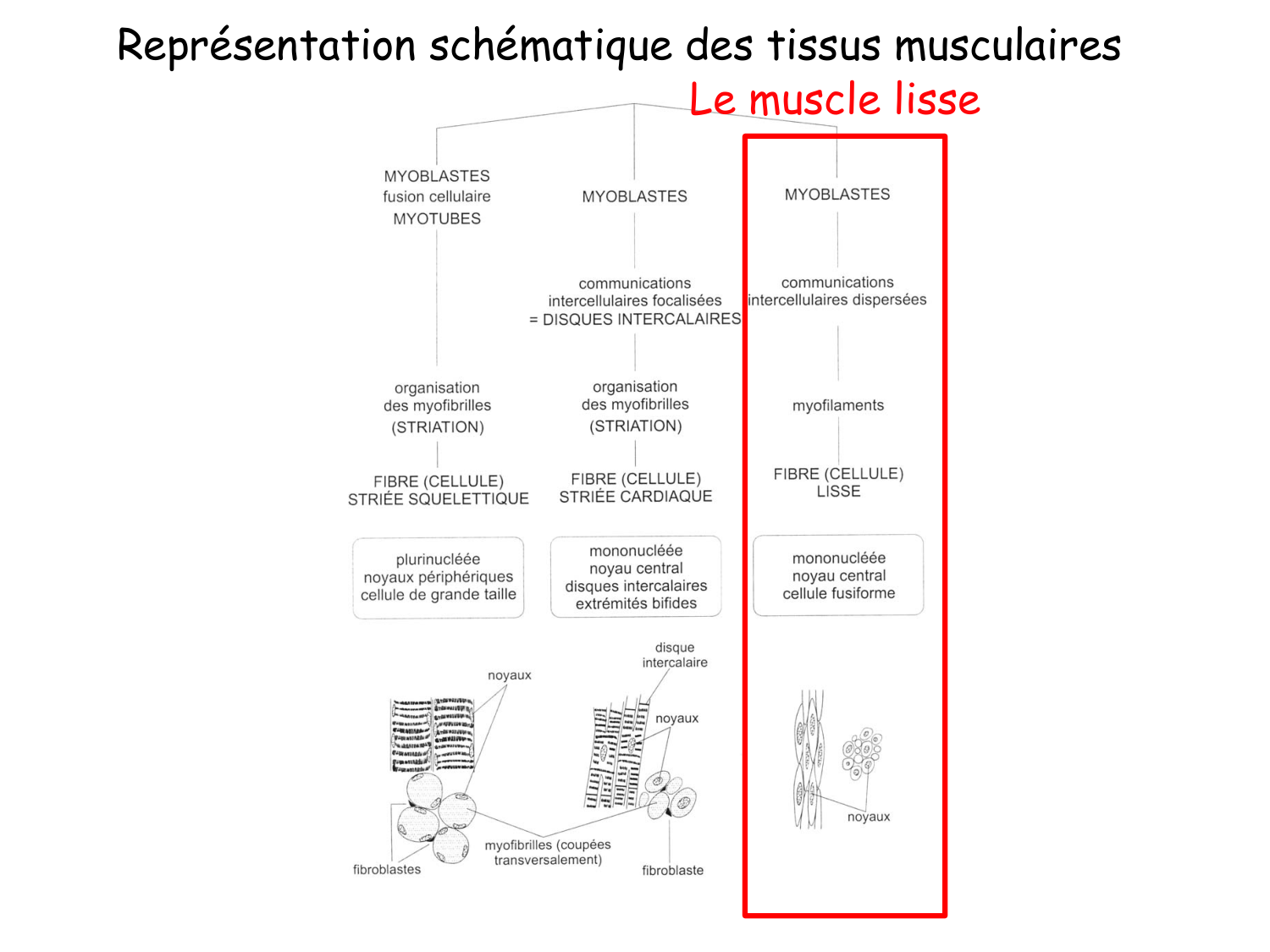 TP histologie — muscle page 21
