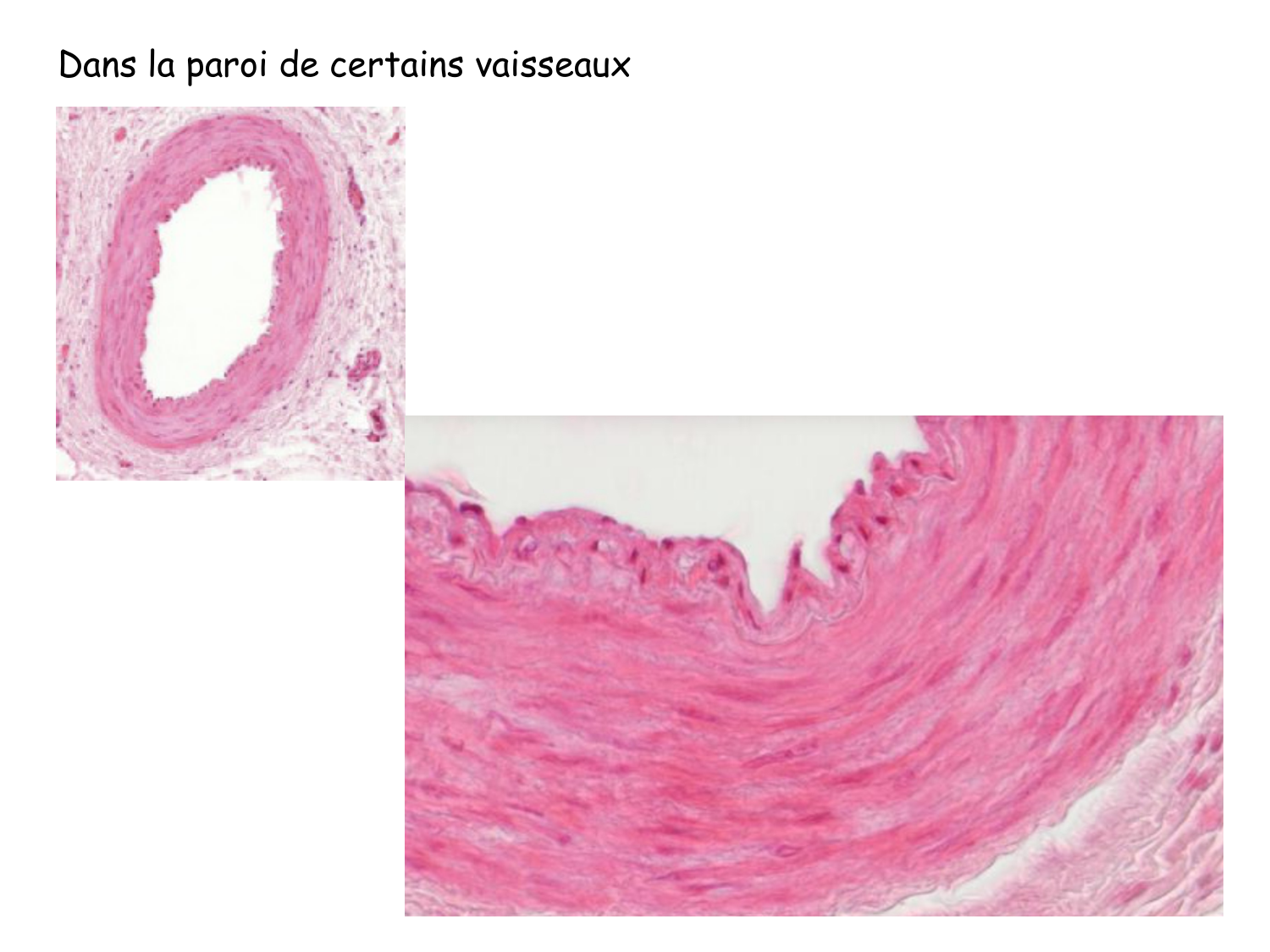 TP histologie — muscle page 22