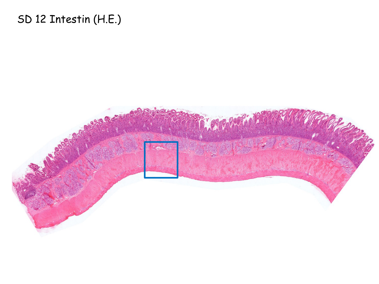 TP histologie — muscle page 23
