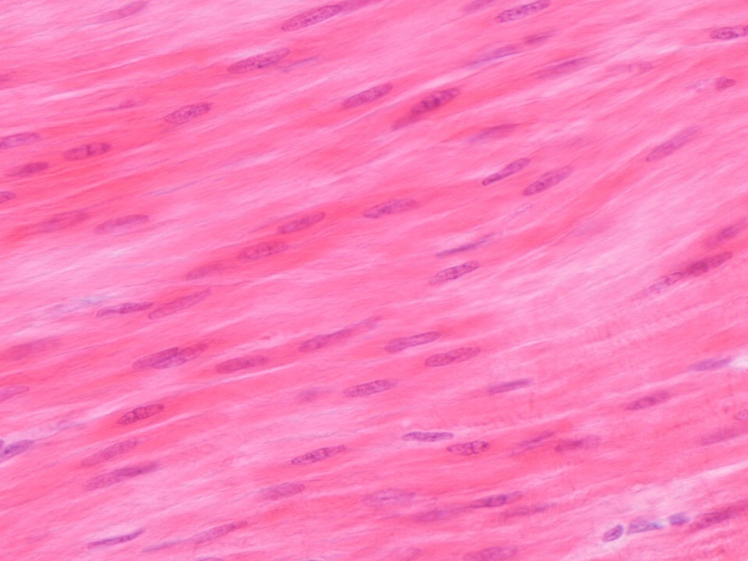 TP histologie — muscle page 24