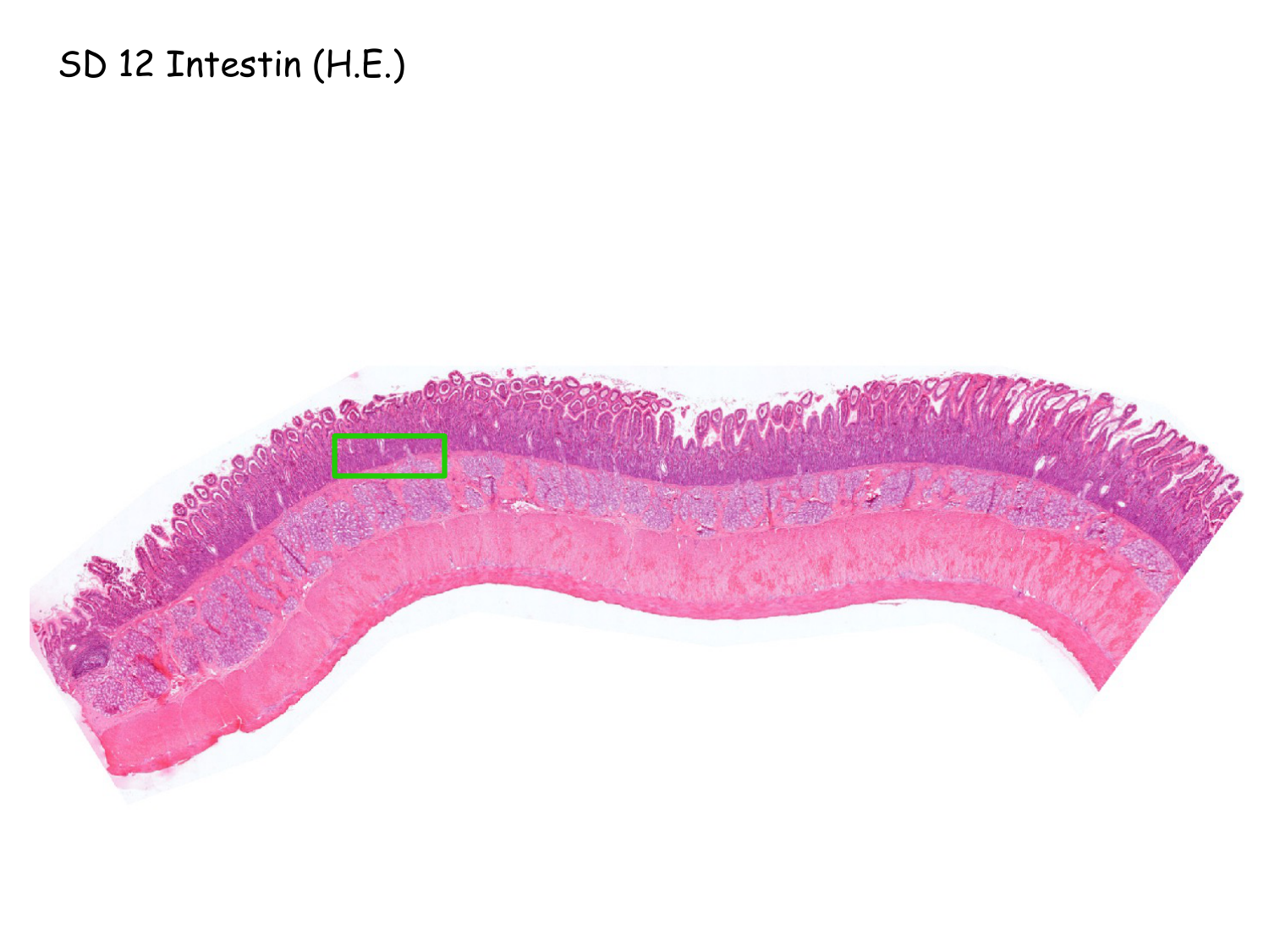 TP histologie — muscle page 26