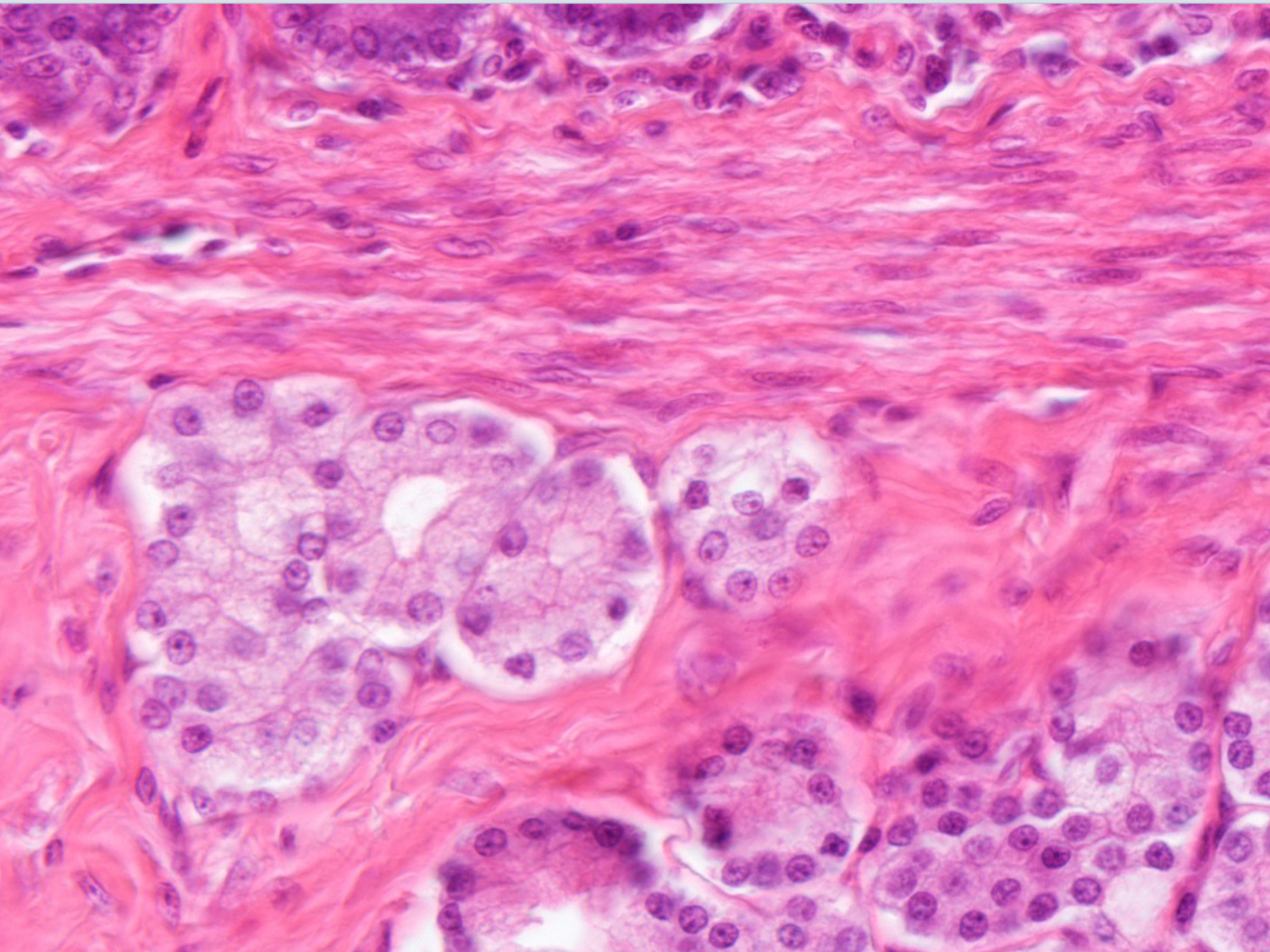 TP histologie — muscle page 27