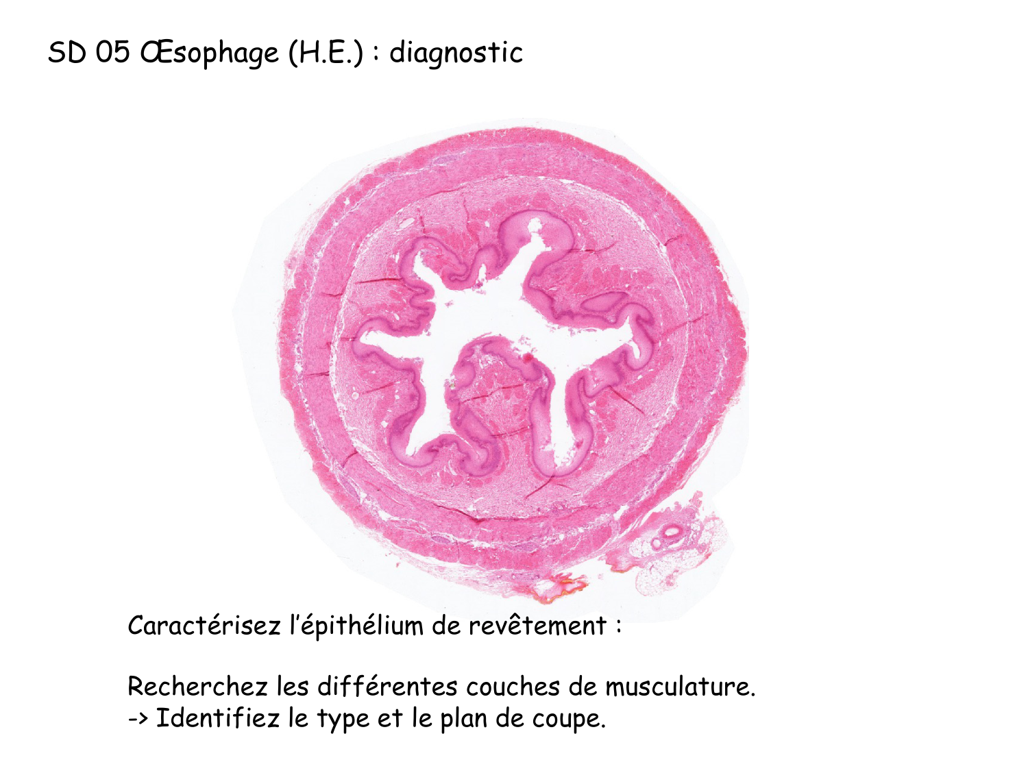 TP histologie — muscle page 30