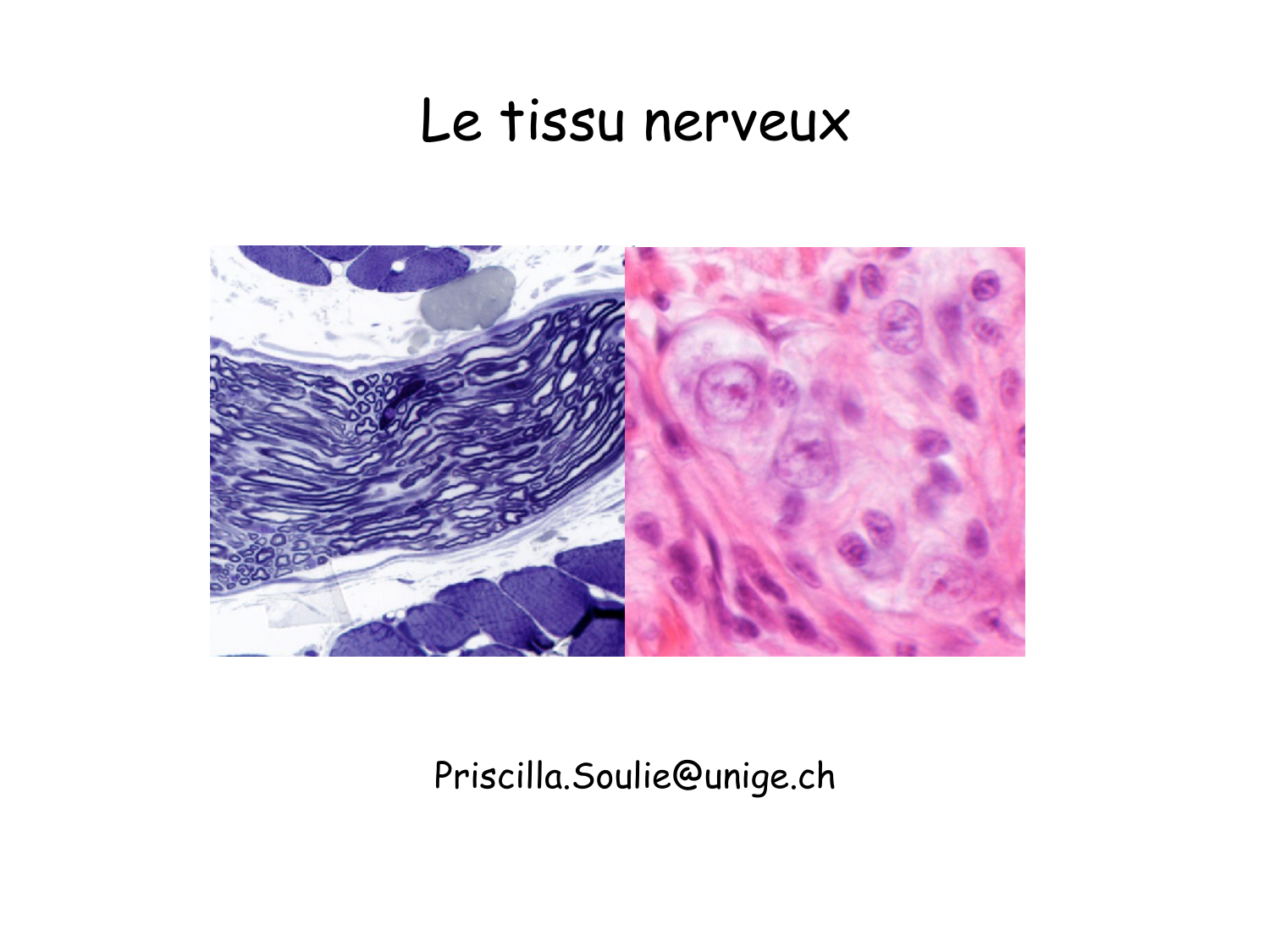TP histologie — tissu nerveux page 1