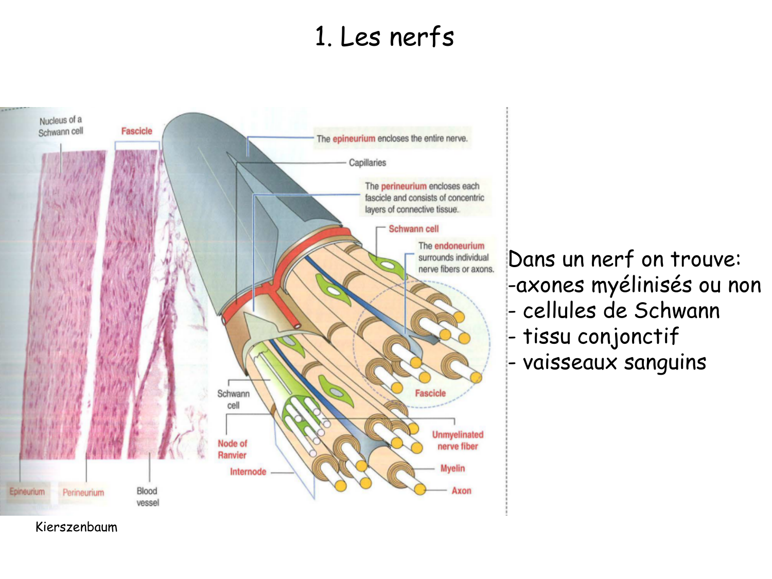 TP histologie — tissu nerveux page 3