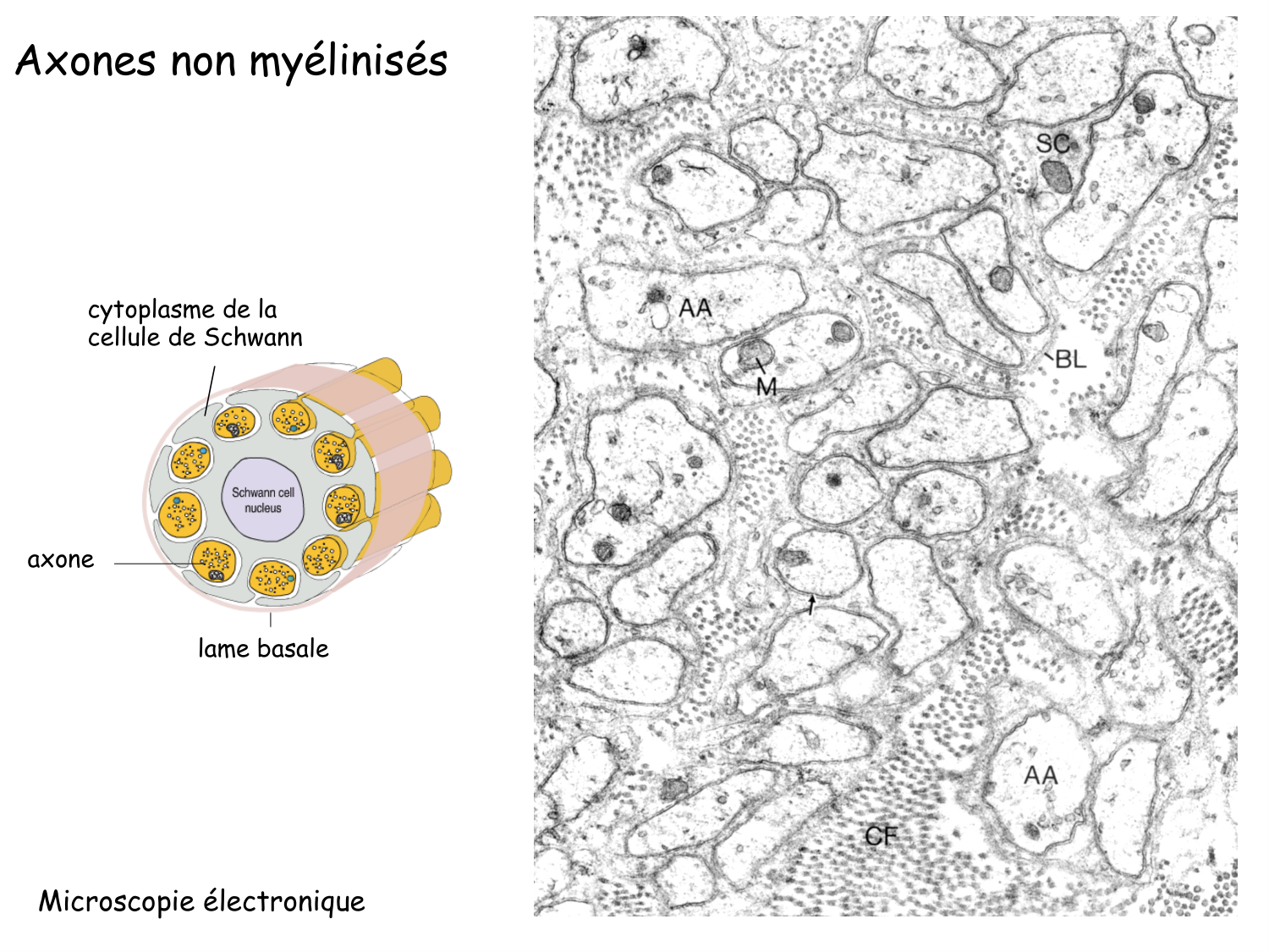 TP histologie — tissu nerveux page 4