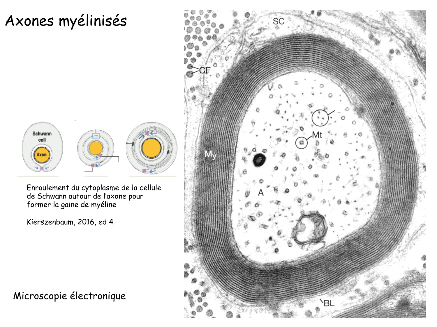 TP histologie — tissu nerveux page 5