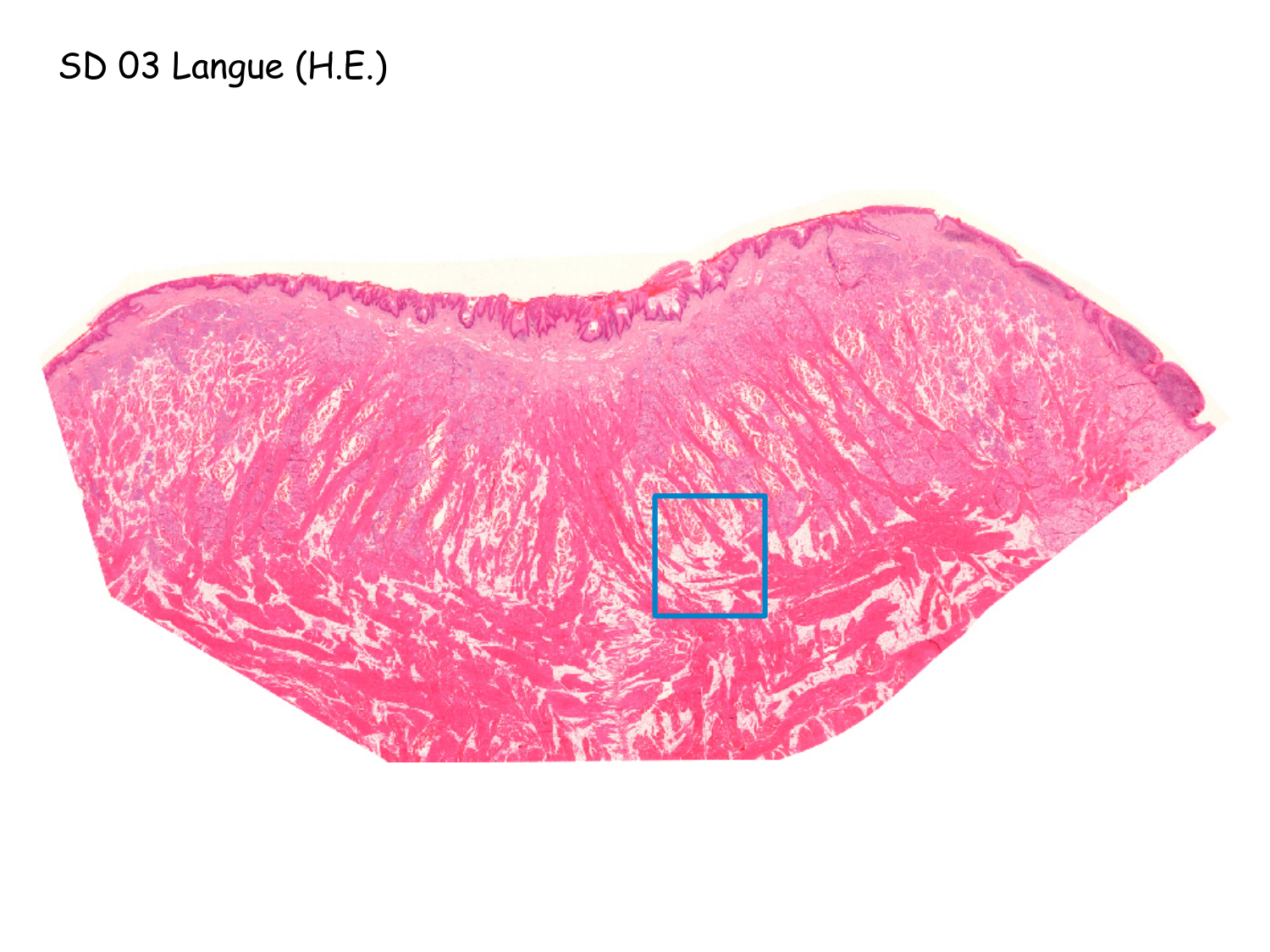 TP histologie — tissu nerveux page 6