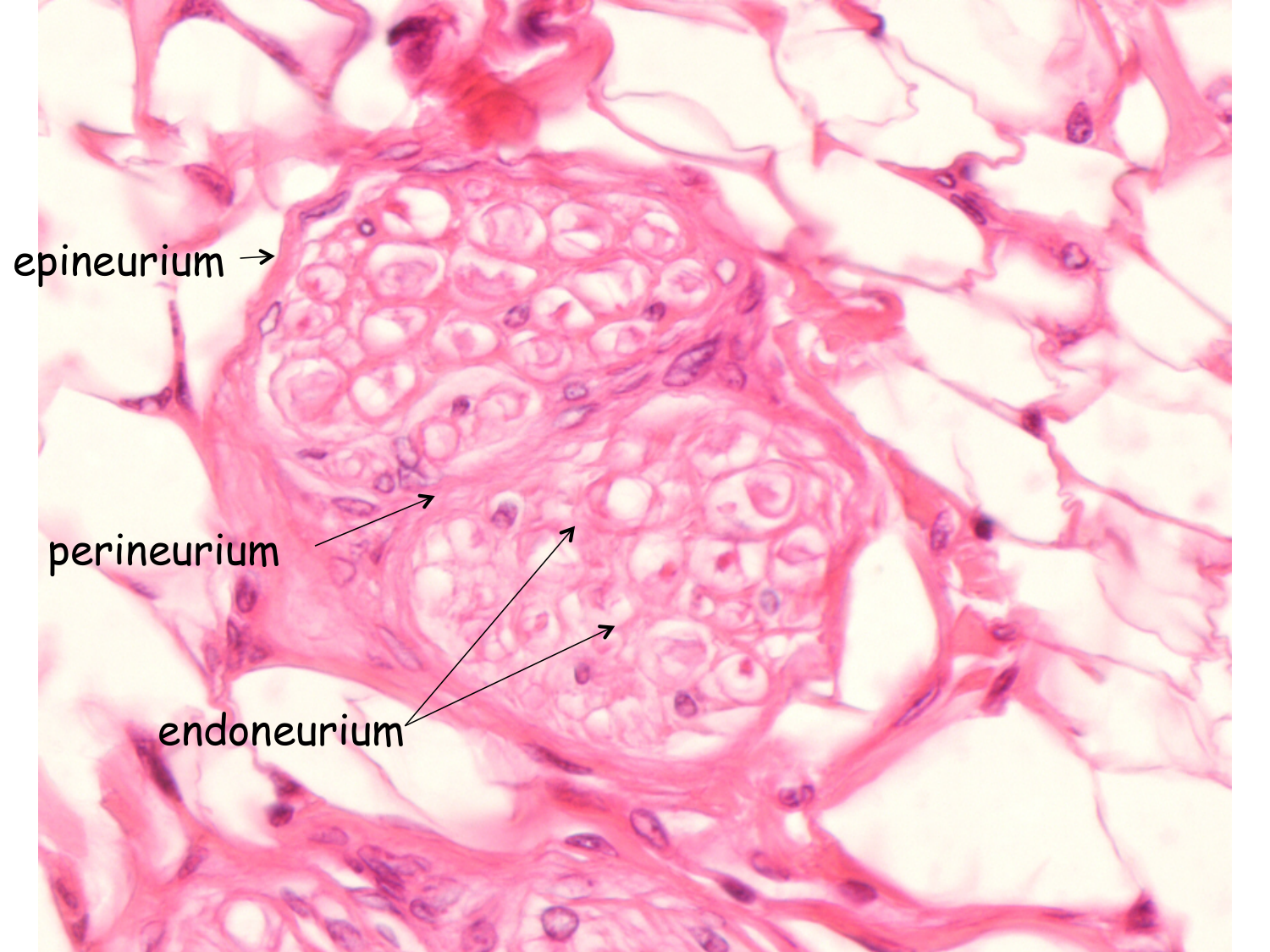 TP histologie — tissu nerveux page 8