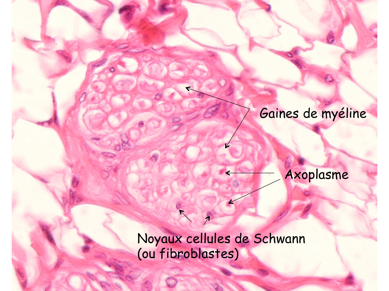 TP histologie — tissu nerveux page 9