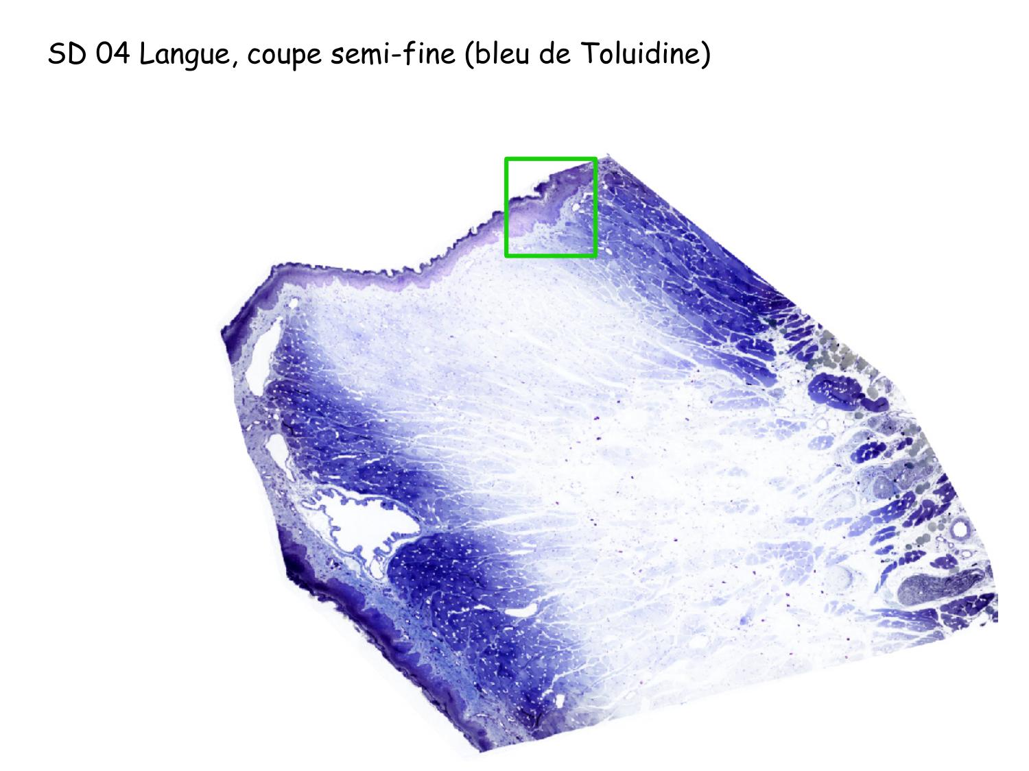 TP histologie — tissu nerveux page 12