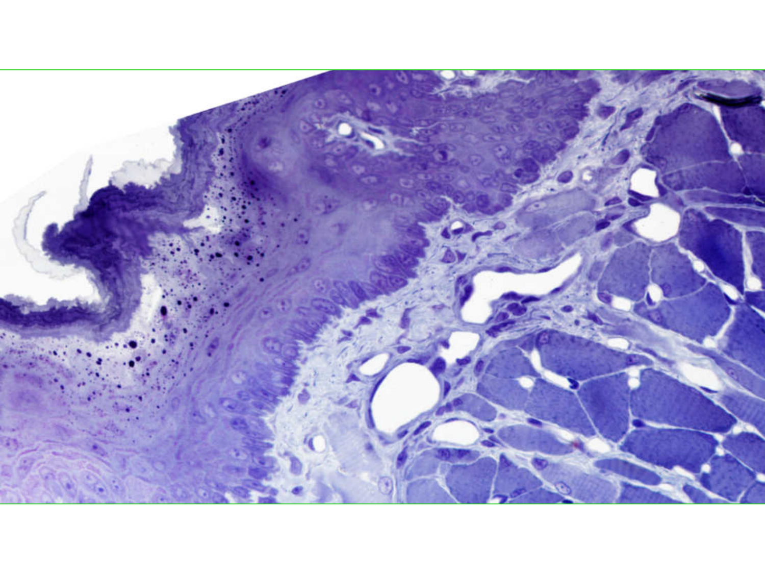 TP histologie — tissu nerveux page 13
