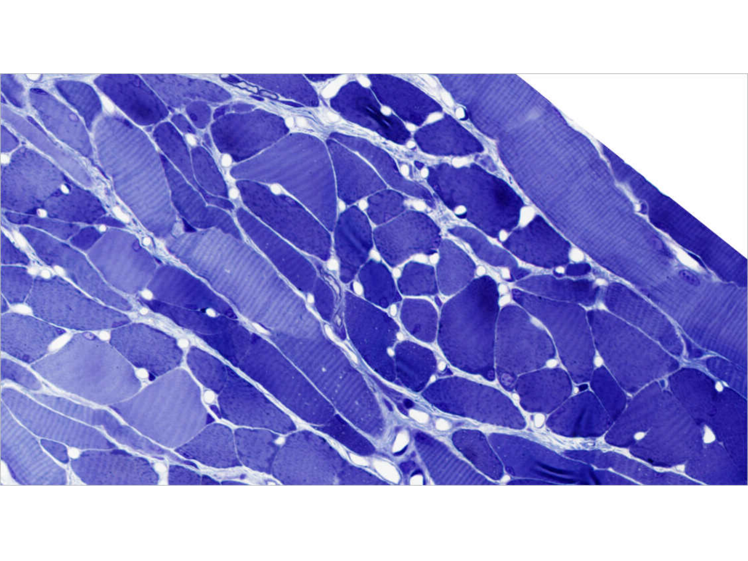 TP histologie — tissu nerveux page 14