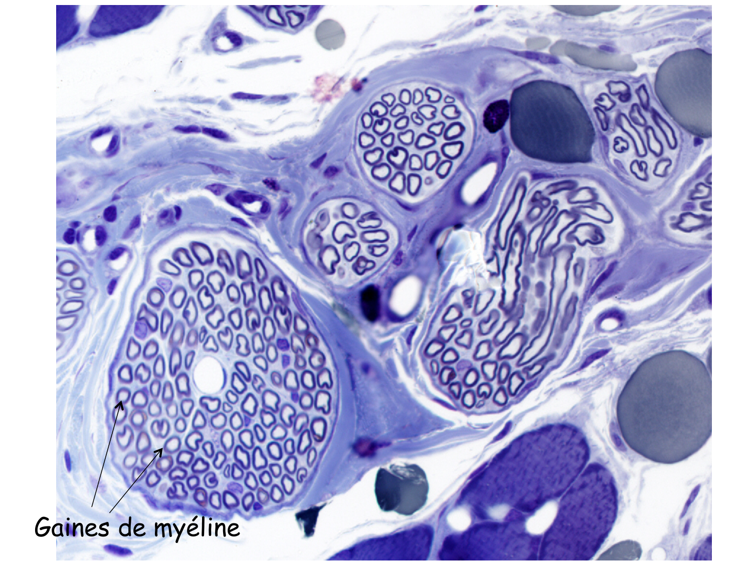 TP histologie — tissu nerveux page 15