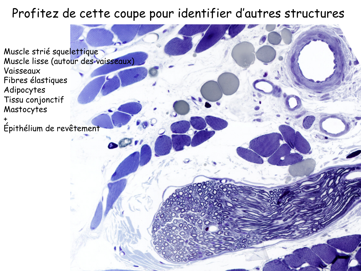 TP histologie — tissu nerveux page 16