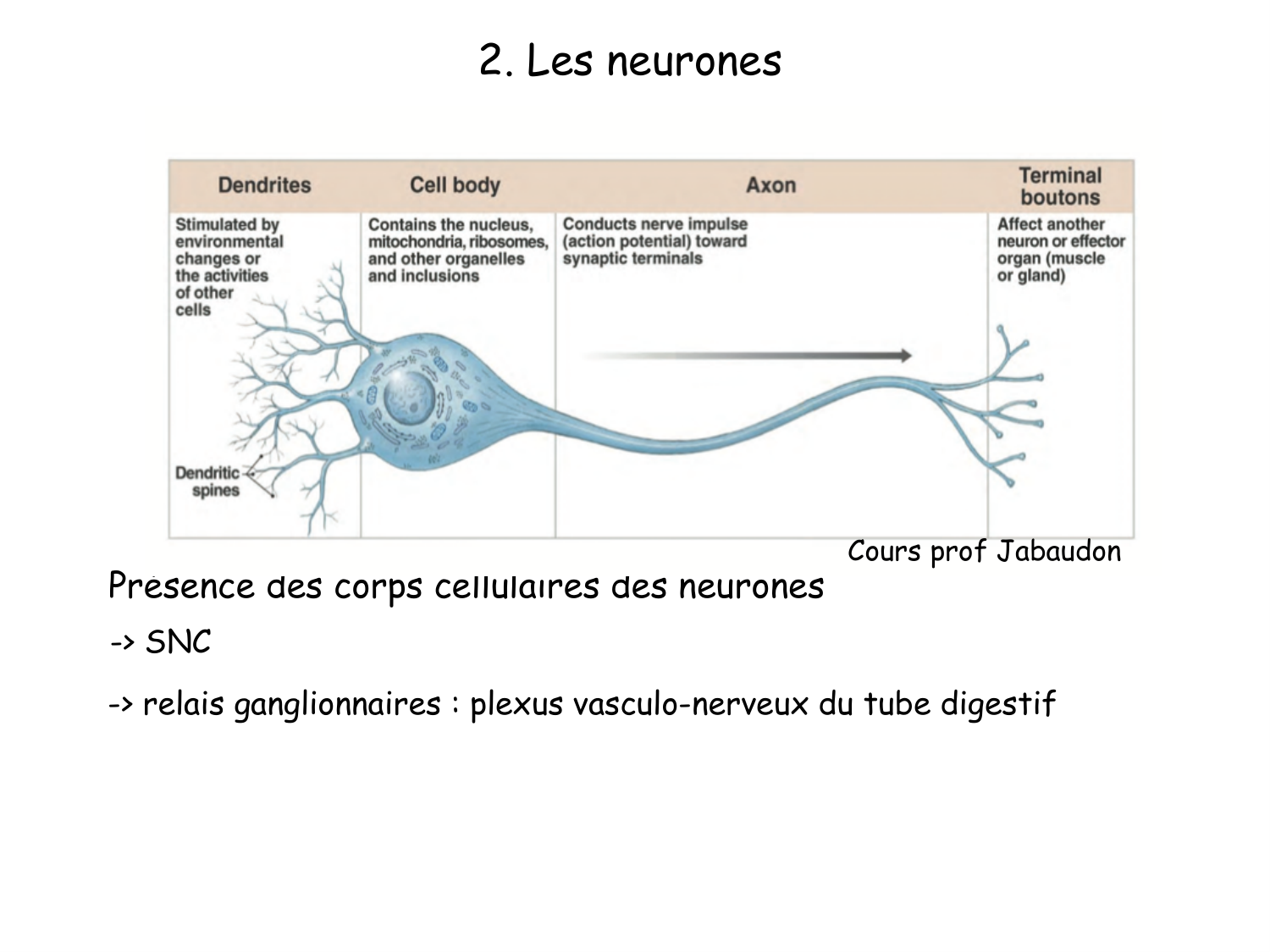 TP histologie — tissu nerveux page 17
