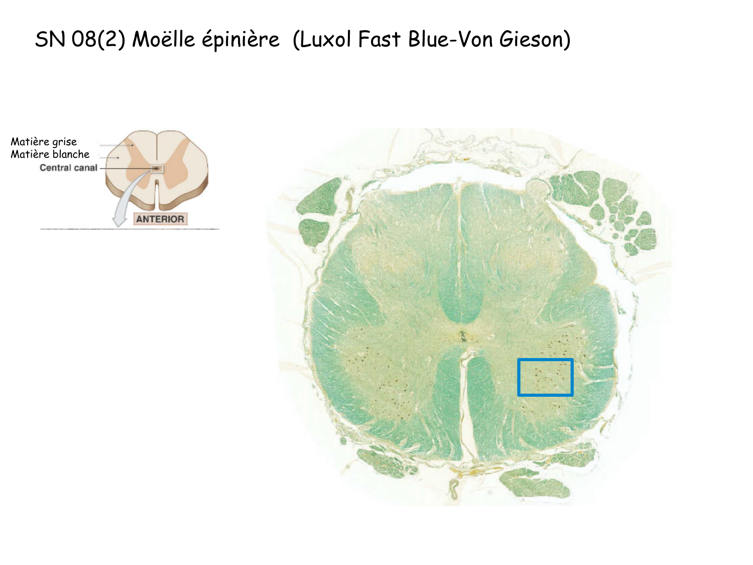 TP histologie — tissu nerveux page 18