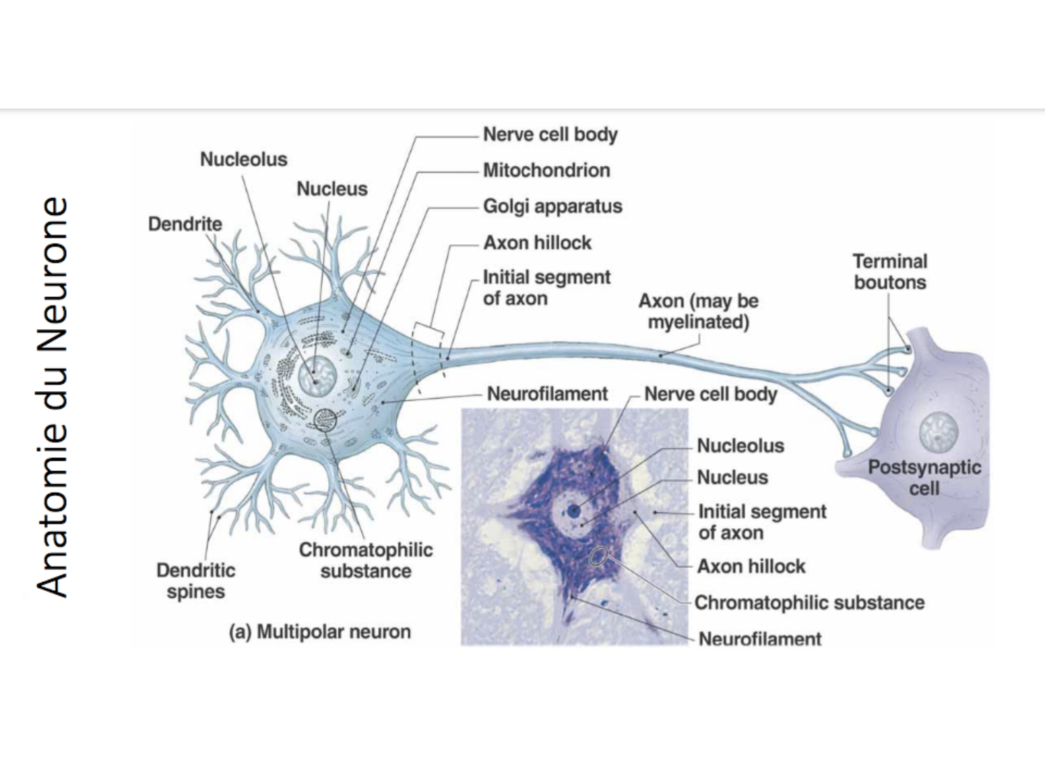 TP histologie — tissu nerveux page 19