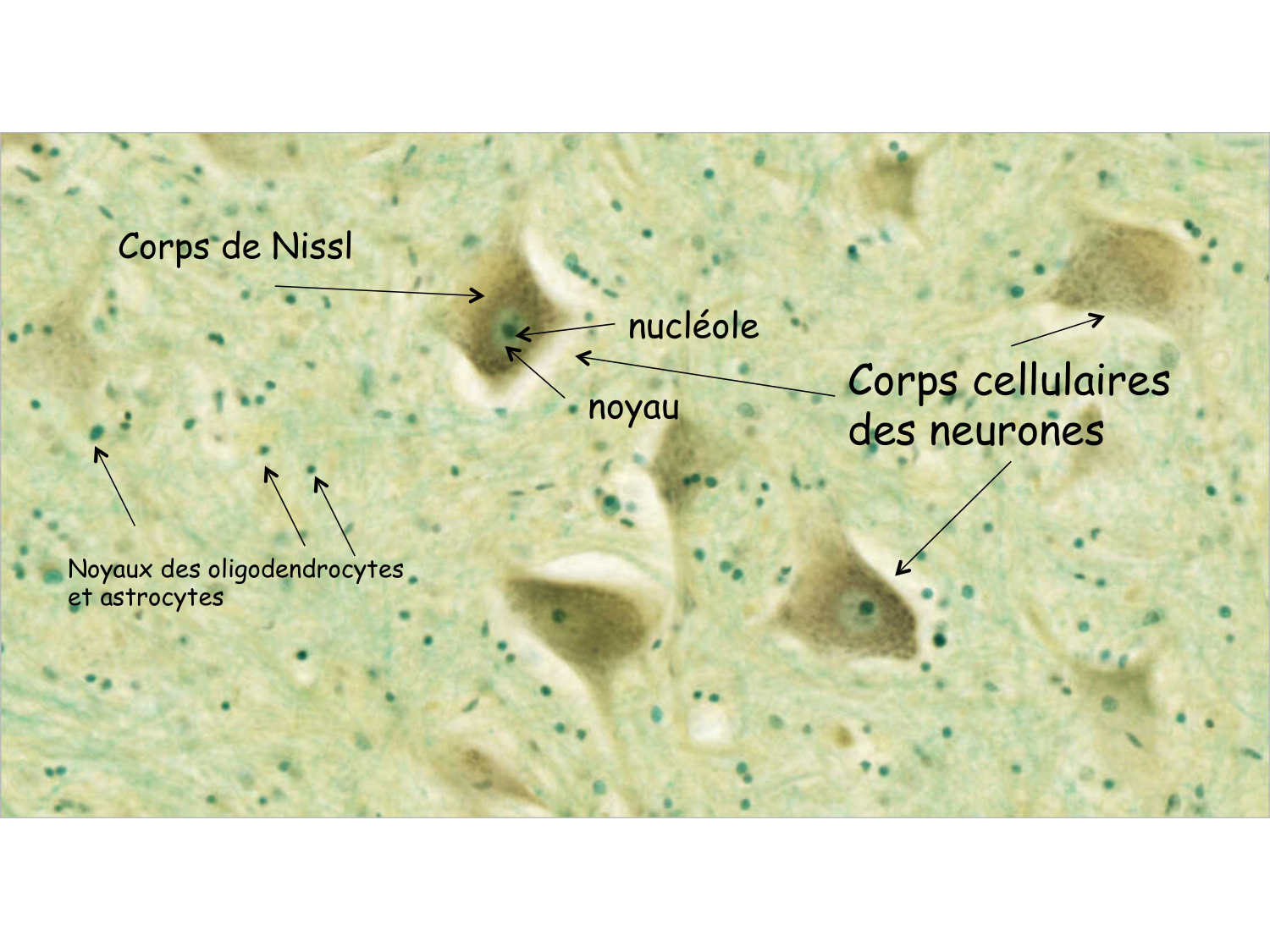 TP histologie — tissu nerveux page 20