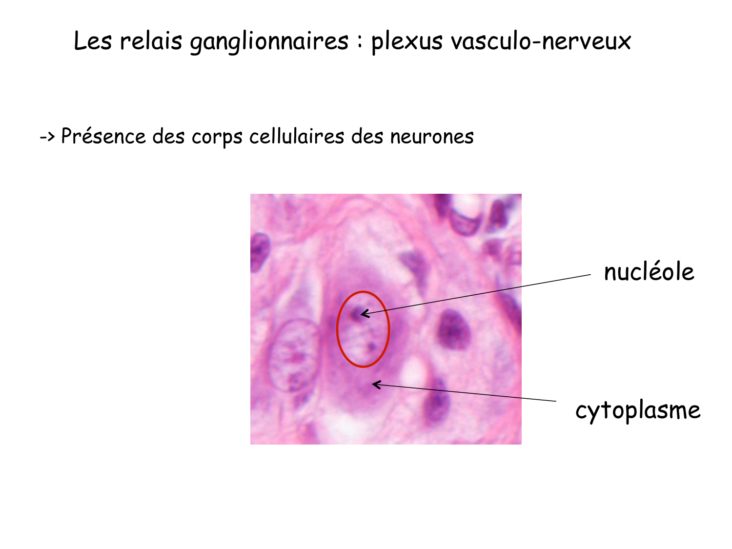 TP histologie — tissu nerveux page 21