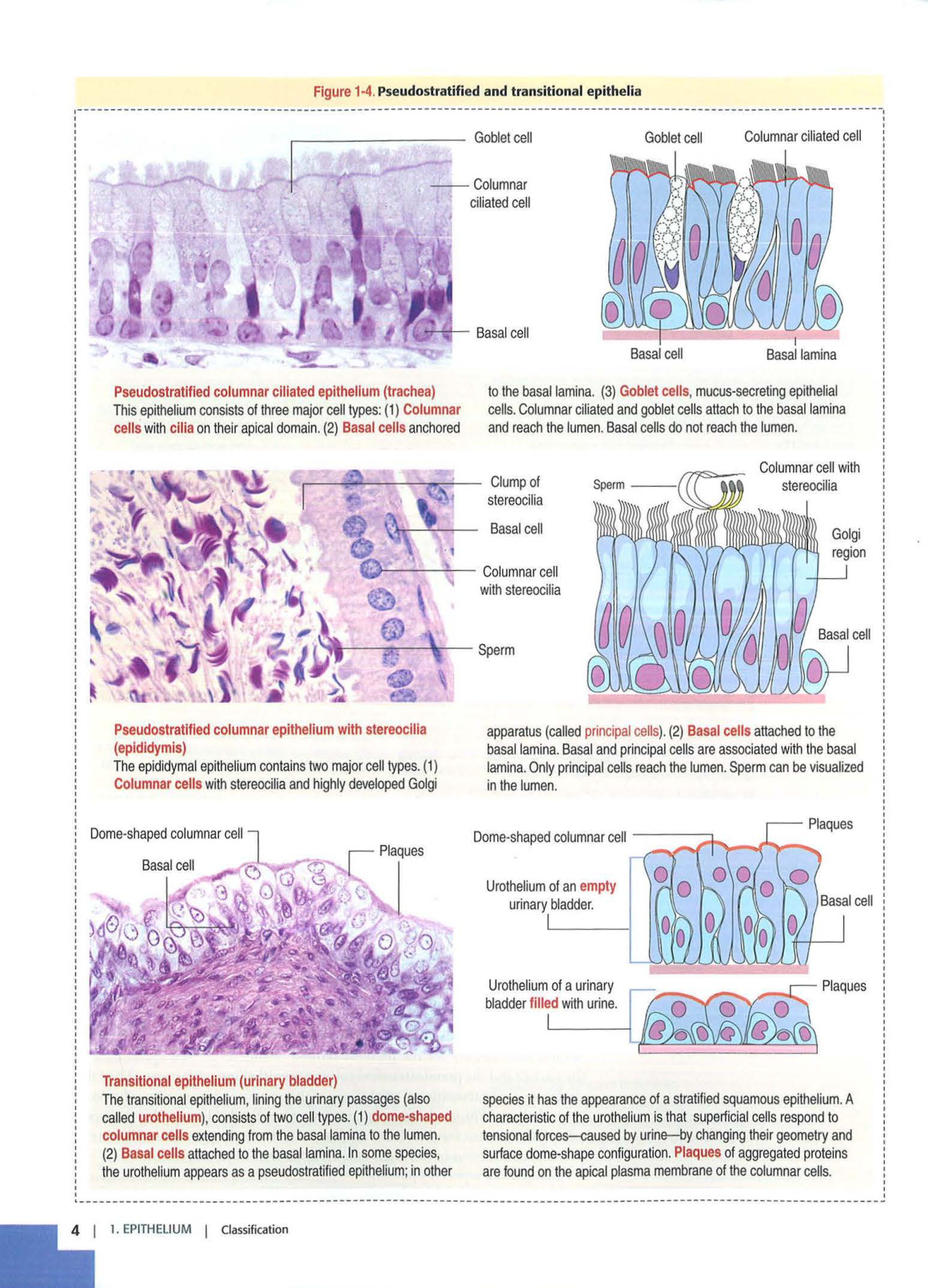 1 TE Kierszenbaum 3ed 1-7 59-63 page 4
