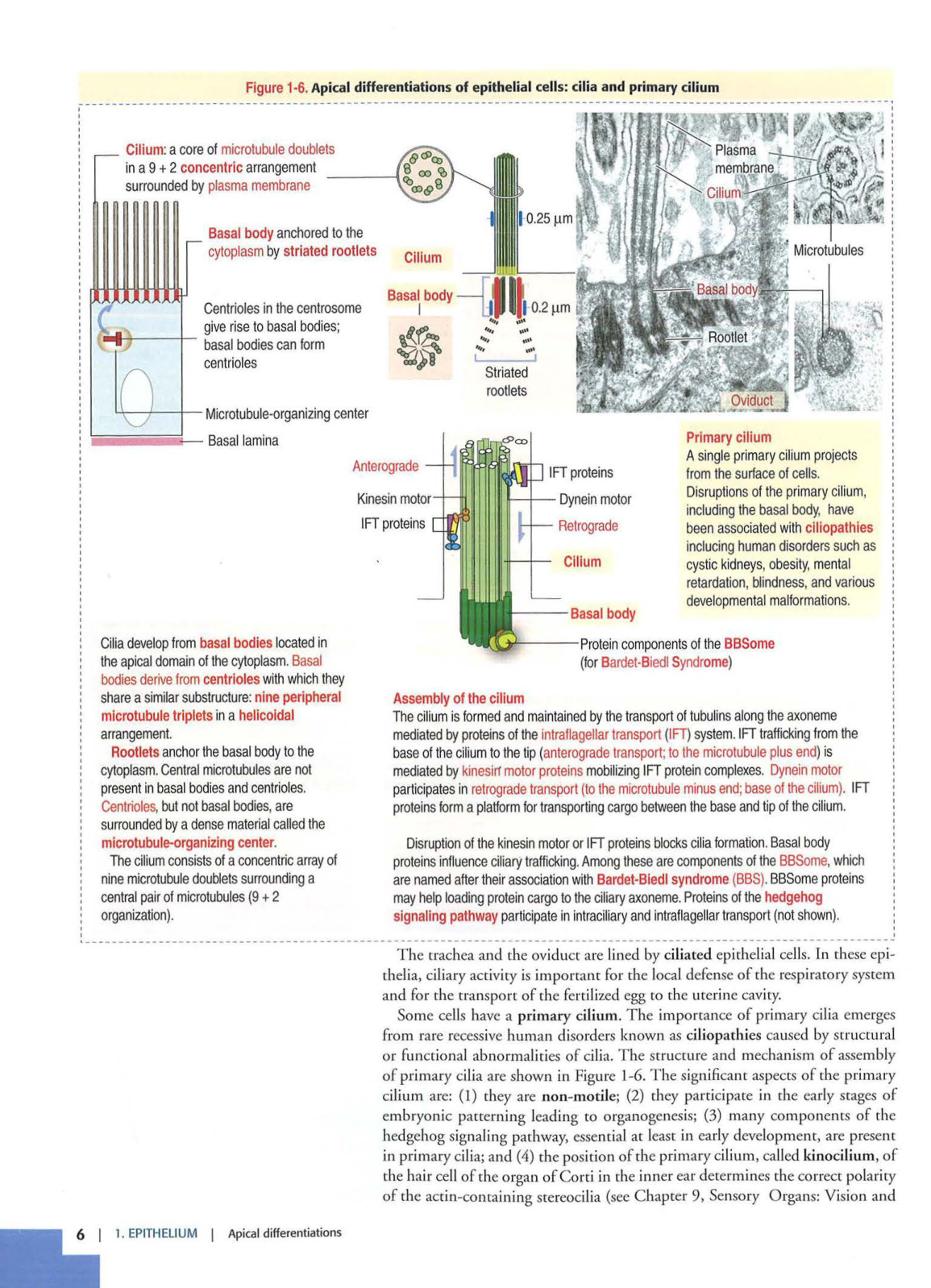 1 TE Kierszenbaum 3ed 1-7 59-63 page 6