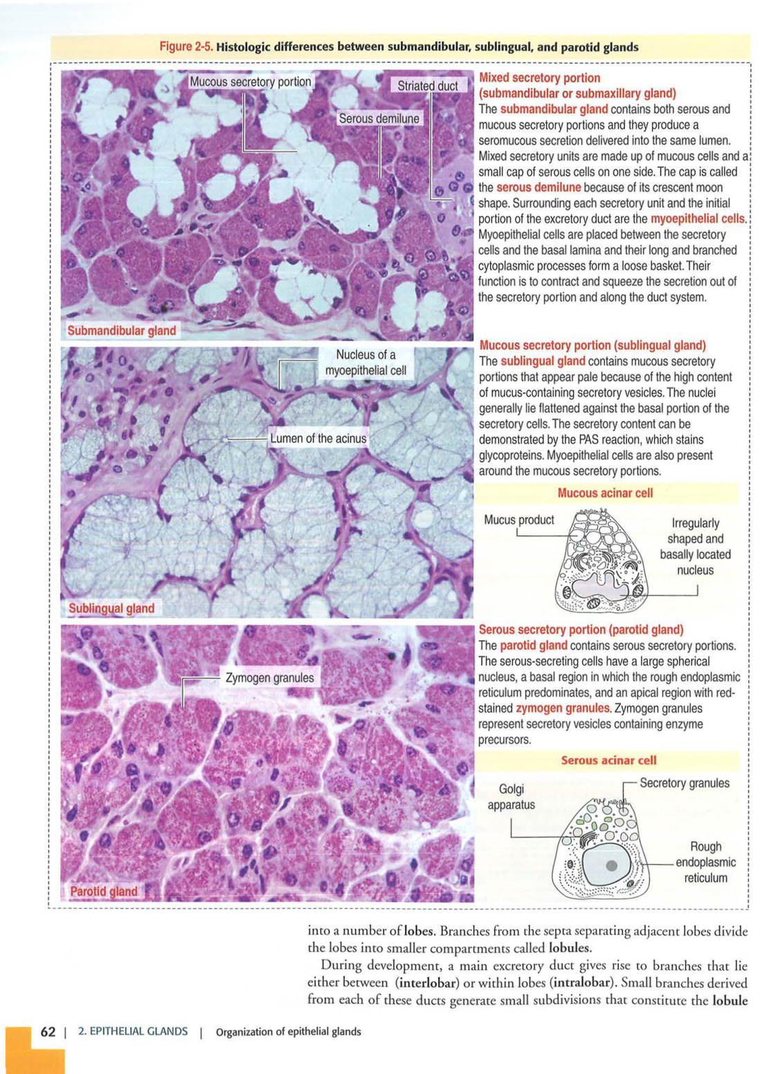 1 TE Kierszenbaum 3ed 1-7 59-63 page 11