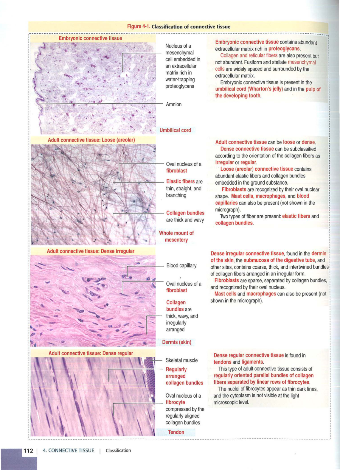 2 TC Kierszenbaum 3ed 111-114 119-123 126 128-131 151-152 page 2
