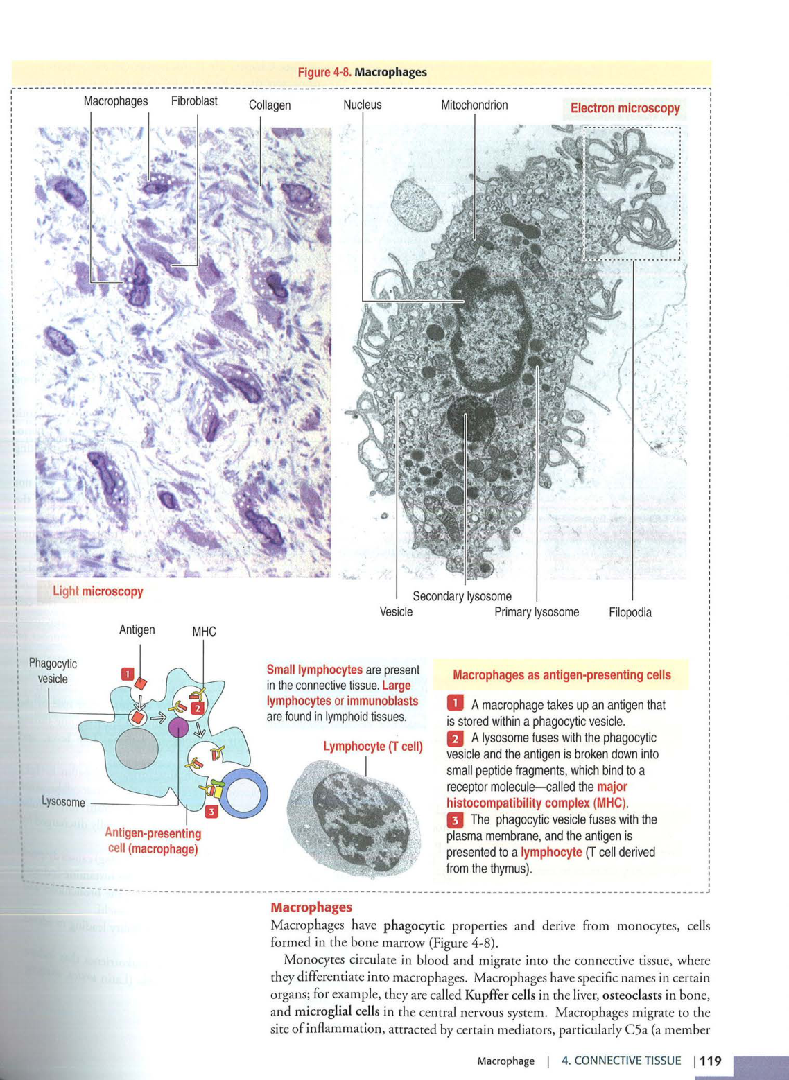 2 TC Kierszenbaum 3ed 111-114 119-123 126 128-131 151-152 page 5