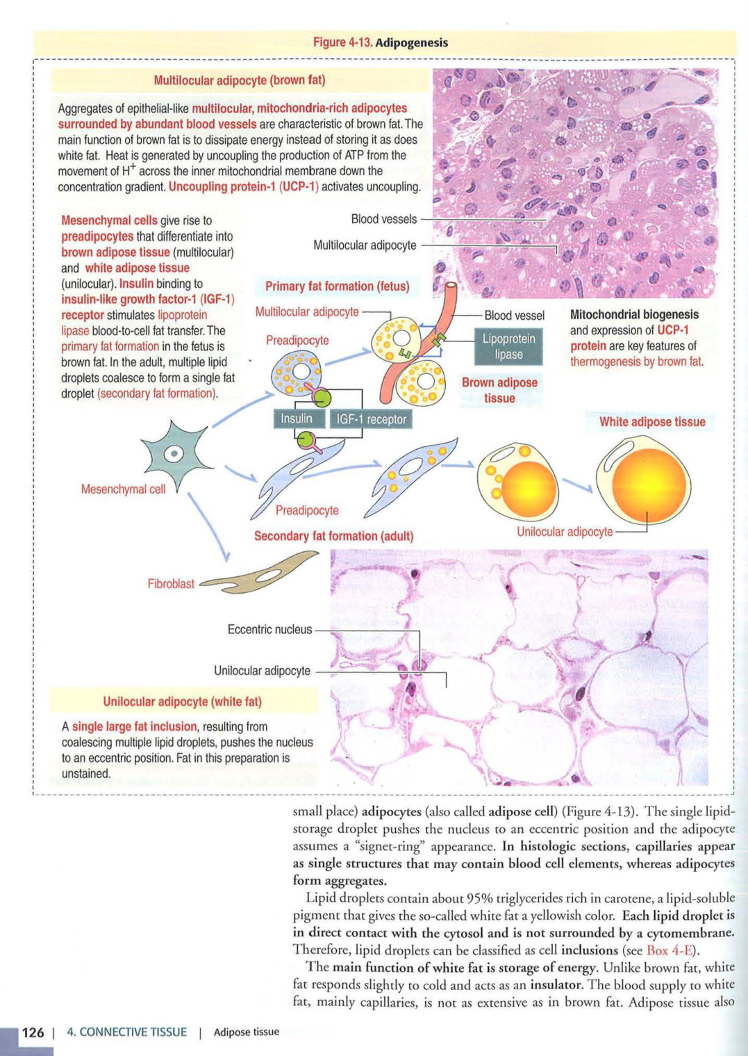 2 TC Kierszenbaum 3ed 111-114 119-123 126 128-131 151-152 page 10