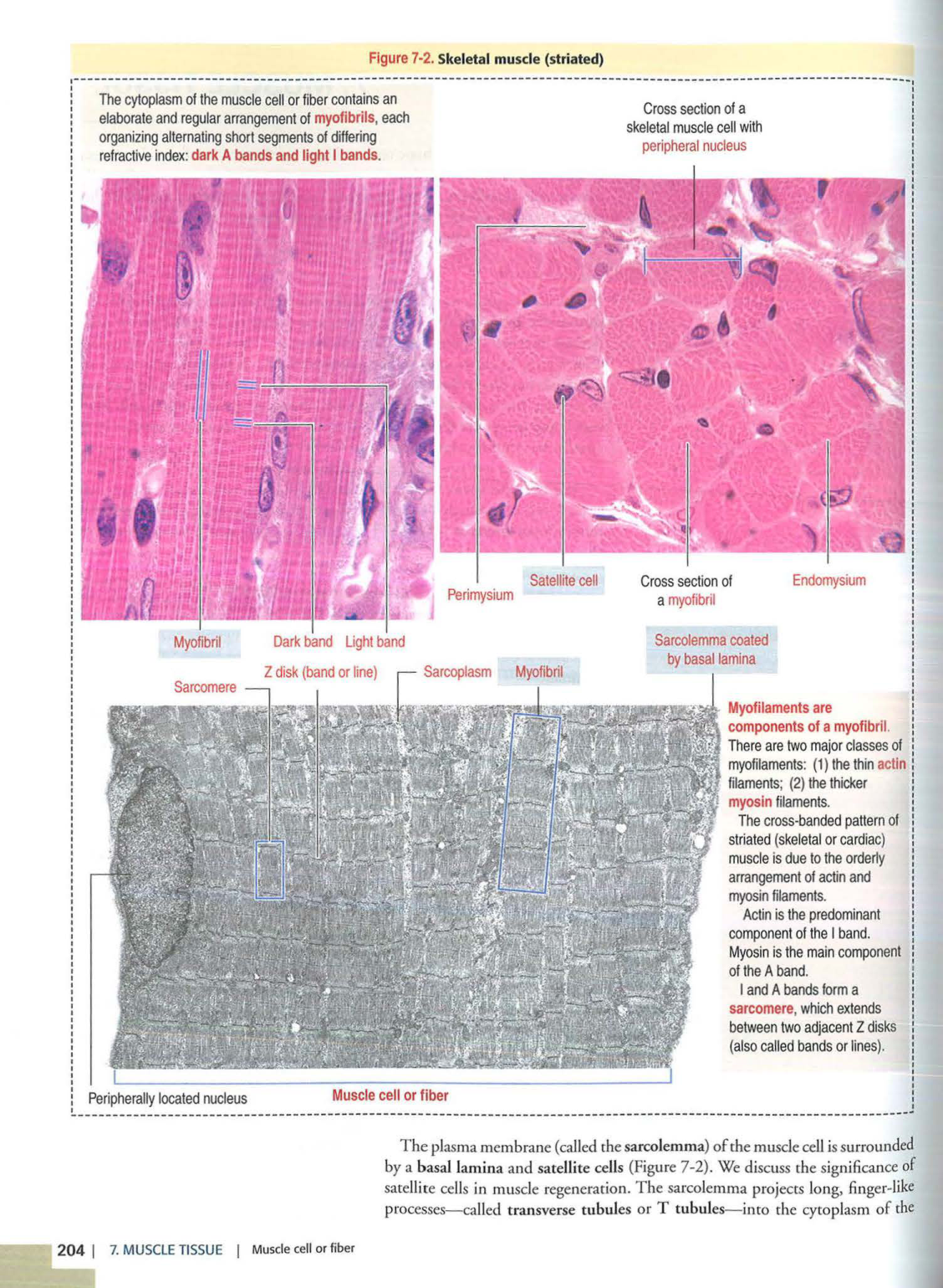 3 TM Kierszenbaum 3ed 203-204 218-220 222-223 page 2