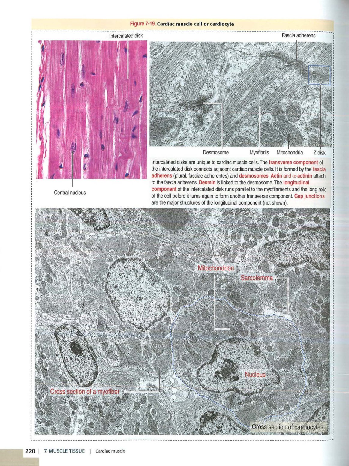 3 TM Kierszenbaum 3ed 203-204 218-220 222-223 page 5