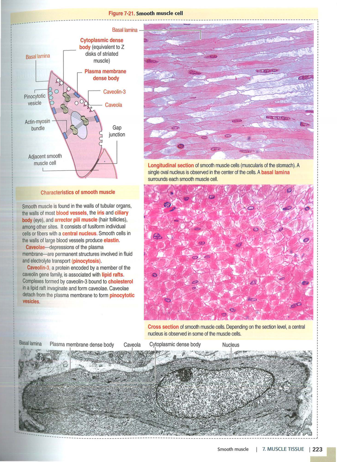 3 TM Kierszenbaum 3ed 203-204 218-220 222-223 page 7