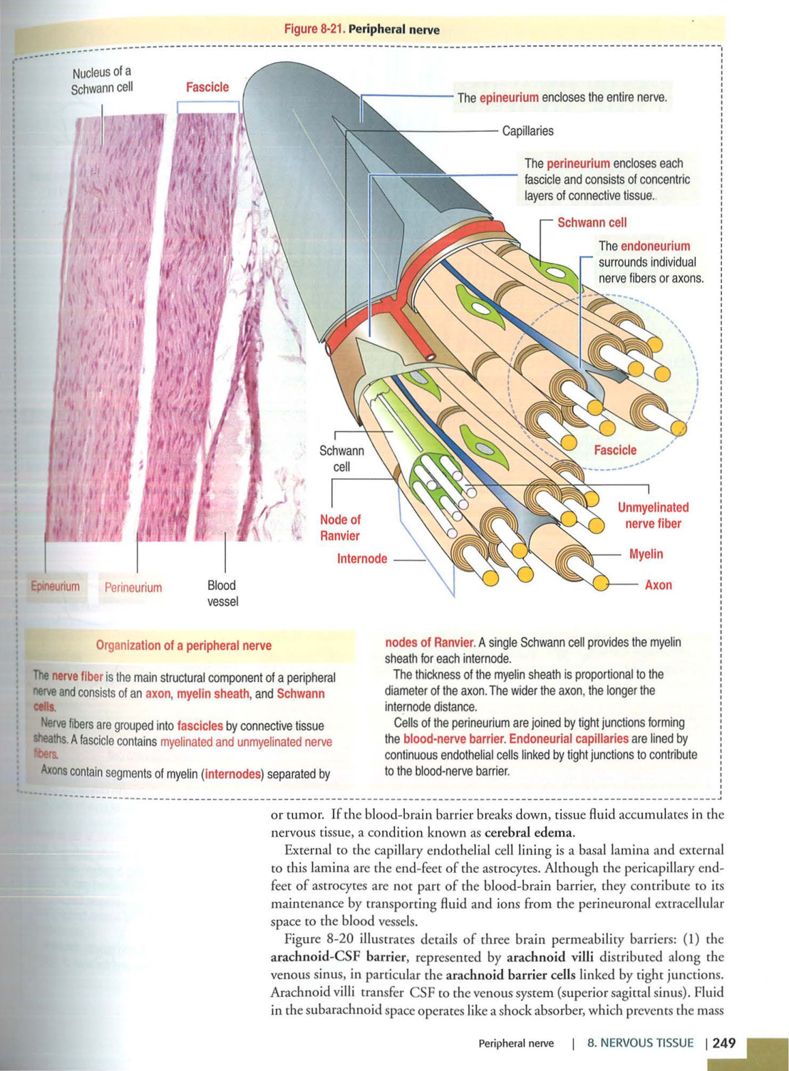 4 TN Kierszenbaum 3ed 230 238 240 249-250 page 4