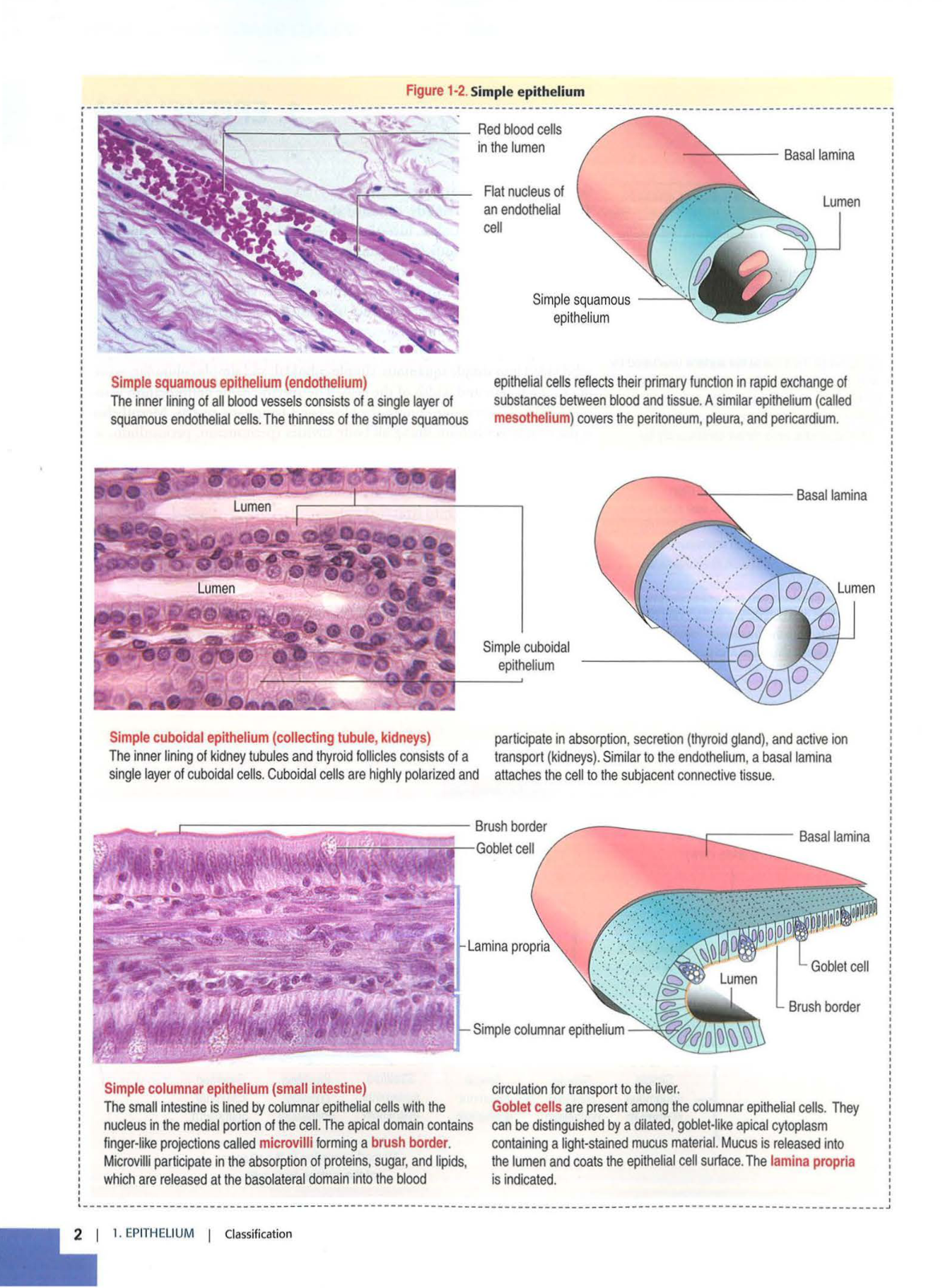 1 TE Kierszenbaum 3ed 1-7 59-63 page 2