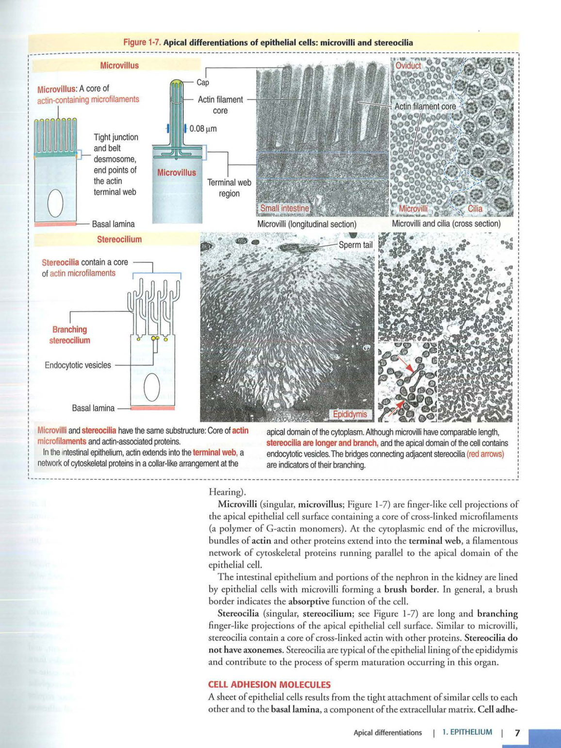 1 TE Kierszenbaum 3ed 1-7 59-63 page 7