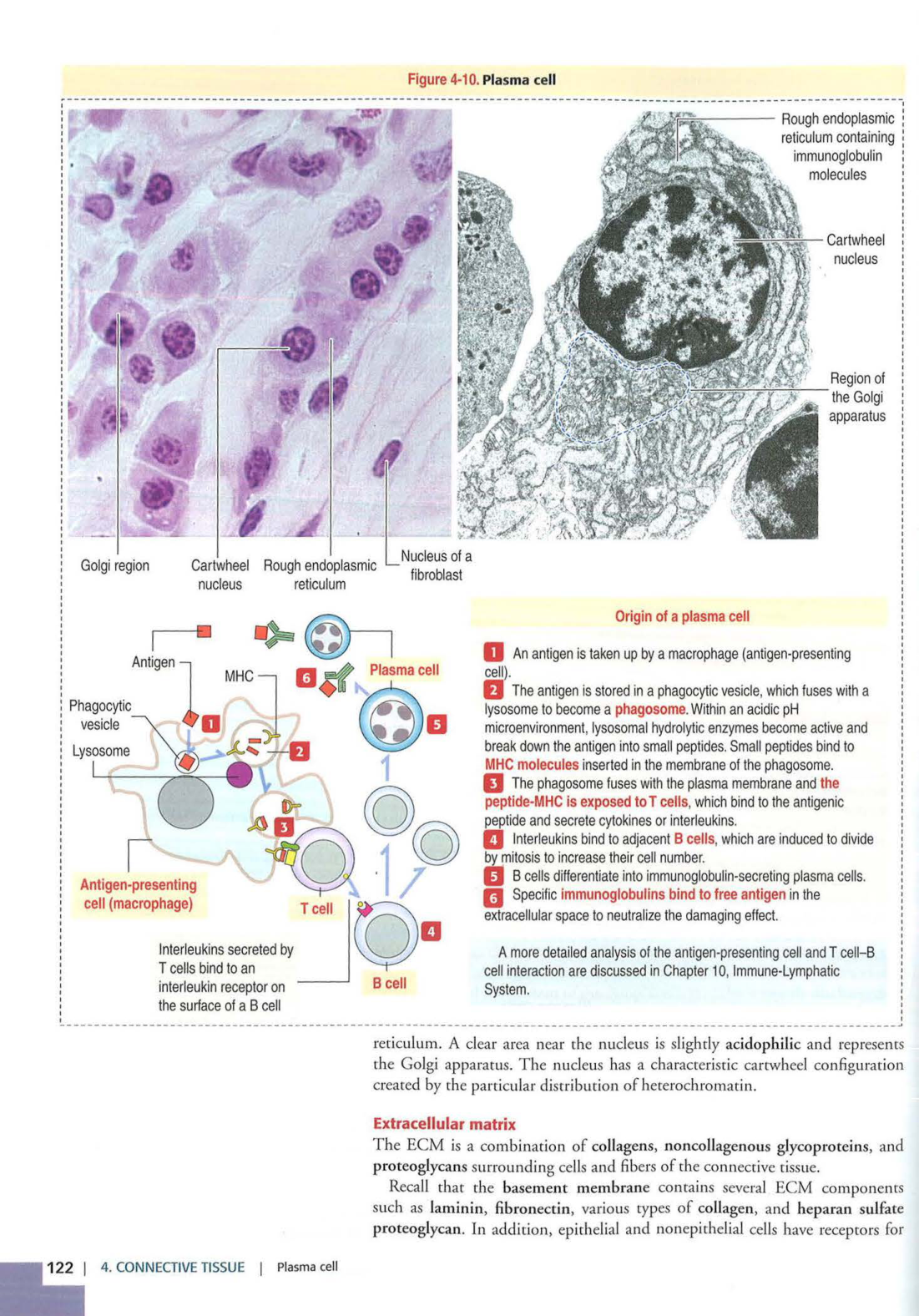 2 TC Kierszenbaum 3ed 111-114 119-123 126 128-131 151-152 page 8