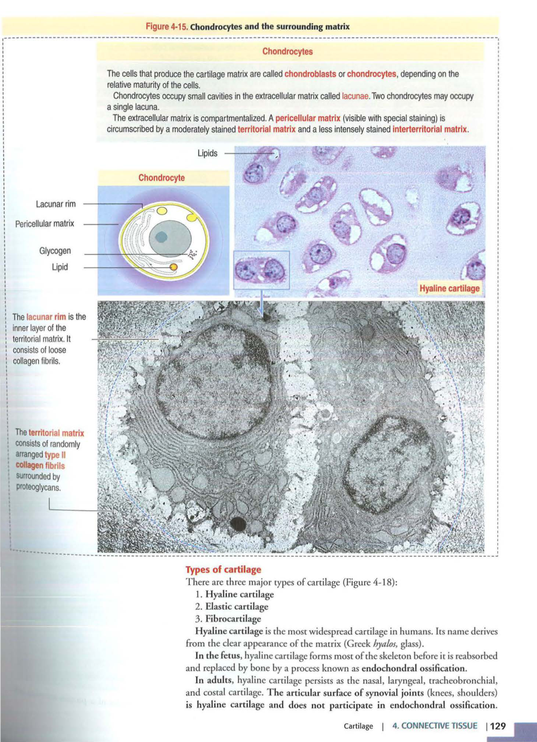 2 TC Kierszenbaum 3ed 111-114 119-123 126 128-131 151-152 page 12