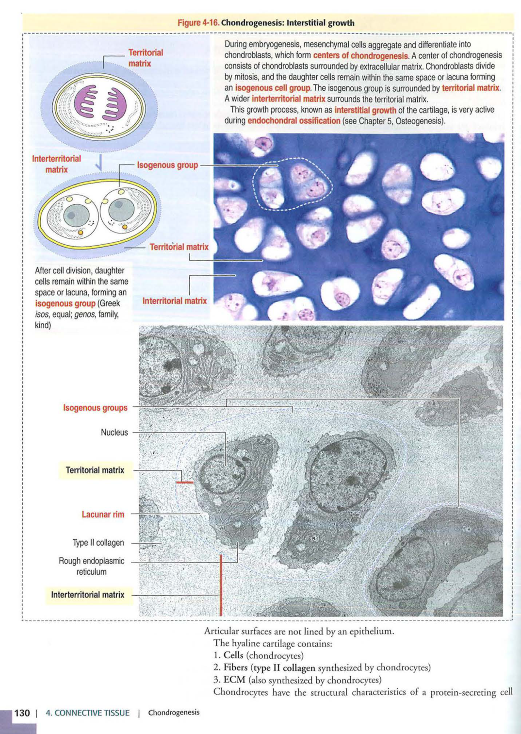 2 TC Kierszenbaum 3ed 111-114 119-123 126 128-131 151-152 page 13