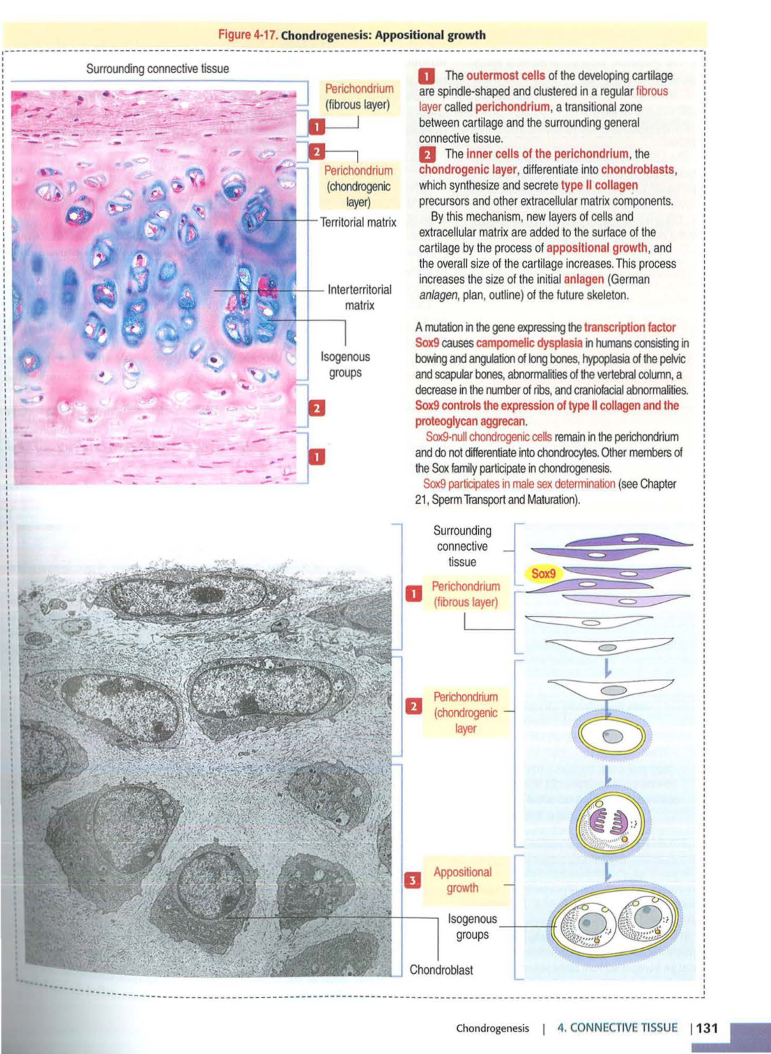 2 TC Kierszenbaum 3ed 111-114 119-123 126 128-131 151-152 page 14