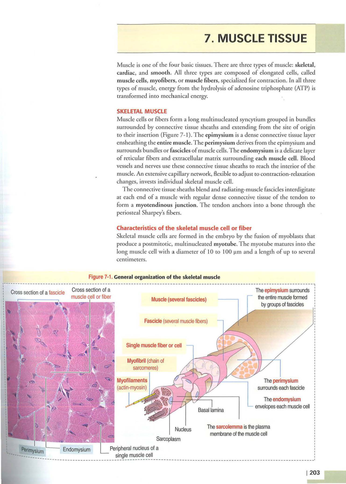 3 TM Kierszenbaum 3ed 203-204 218-220 222-223 page 1
