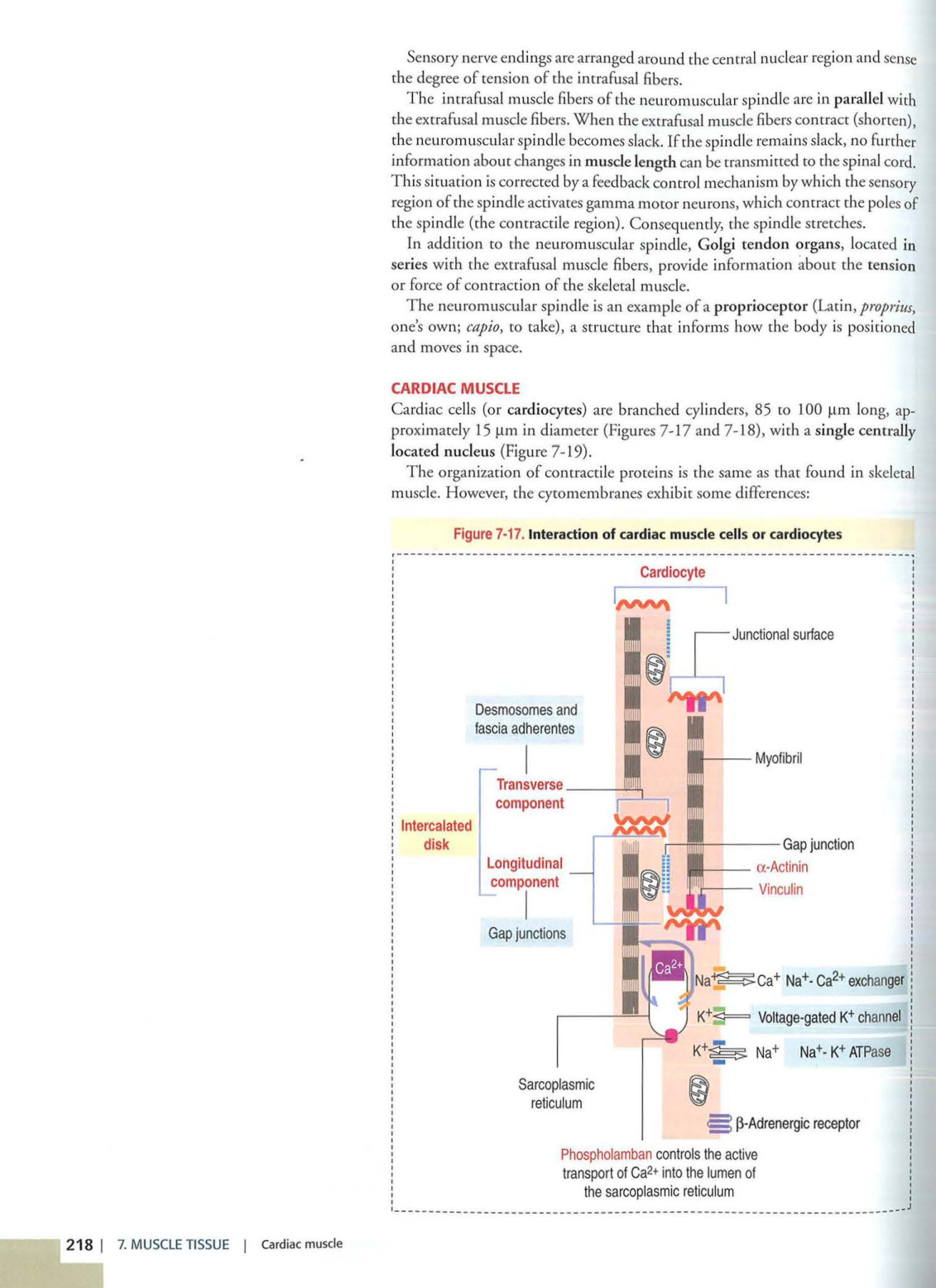 3 TM Kierszenbaum 3ed 203-204 218-220 222-223 page 3