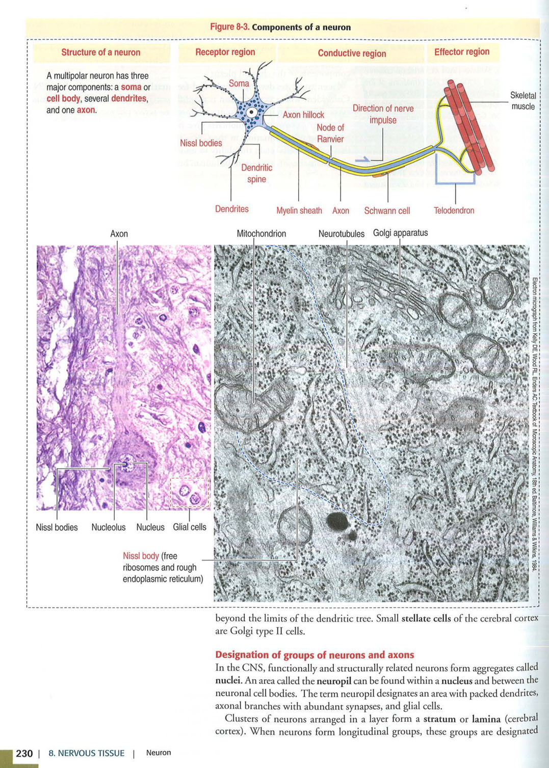 4 TN Kierszenbaum 3ed 230 238 240 249-250 page 1
