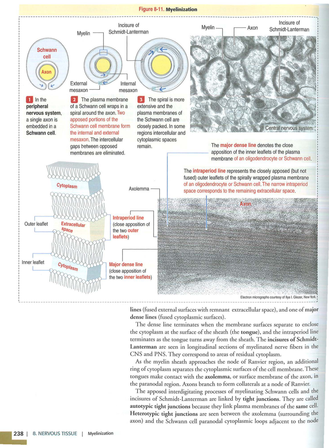 4 TN Kierszenbaum 3ed 230 238 240 249-250 page 2