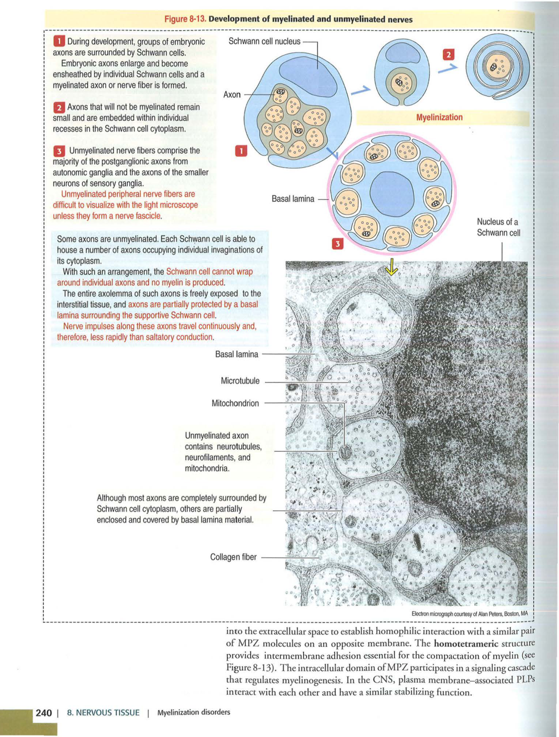 4 TN Kierszenbaum 3ed 230 238 240 249-250 page 3