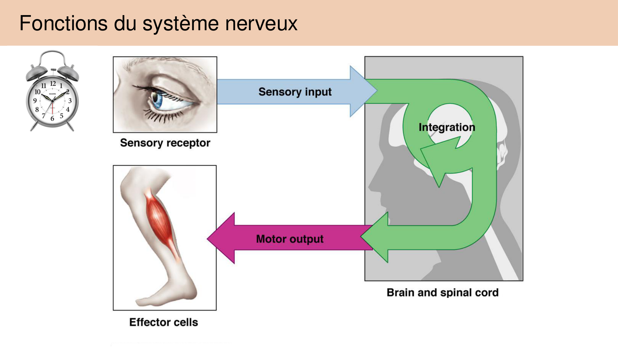 Tissu nerveux I page 8